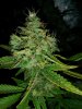 Ice_mud_led_grow_light_budmaster (14).jpg