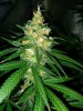 Ice_mud_led_grow_light_budmaster (15).jpg