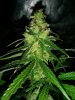 Ice_mud_led_grow_light_budmaster (17).jpg