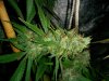 Ice_mud_led_grow_light_budmaster (18).jpg