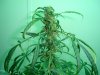 week 9 flower 002.jpg