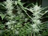 SSDD x Wookie Testers_5 46 Days of Flower-9.jpg