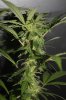 Blue widow #1 close up #2.JPG