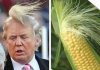 trump corn.jpg