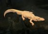 800px-Albino_Alligator_2008.jpg