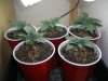 seedlings 2-09.jpg