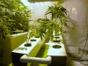 SB Mantis Mixed Grow 003.jpg