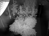 Camshot Flower Room Day42-Day2 03-27-2016-IR.jpg