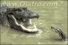 allagator snake match.gif