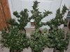 All-Harvest-Day59-2.JPG