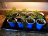 16-03-28 zam clones riu 002.jpg