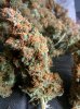 Icemud_Tangie_strain_genetics (2).jpg