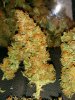 Icemud_Tangie_strain_genetics (6).jpg