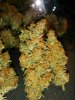 Icemud_Tangie_strain_genetics (7).jpg