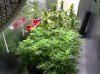 Camshot Flower Room Day51-Day11 04-05-2016-CMH.jpg