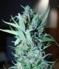 BR2-5-Harvest-Day59-1.JPG