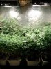 COB_LED_Grow_Light_icemud_Budmaster (1).jpg