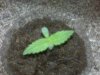 Feb 12th Plant 12.jpg