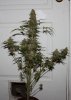 BR2-3-Day64-Harvest-1.JPG