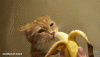 kitty licking banana.gif