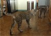 Savannah Cat.jpg