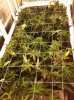 scrog.jpg