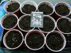 green avenger seedlings.JPG