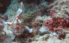 frogfish.jpg