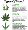 Information-and-infographic-about-Cannabis-variations-in-Canada.png