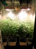 Medical_marijuana_budmaster_led_grow_light (2).jpg