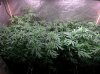 Medical_marijuana_budmaster_led_grow_light (5).jpg