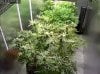 Camshot Flower Room Day39-Day10 05-03-2016-CMH.jpg