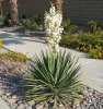 yucca-filamentosa.jpg