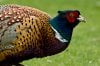 1220242-best-animals-wallpaper-pheasant-1220242.jpg