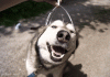 Dog+headgasm_7dd1fa_5040609.gif