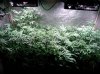 COB_LED_Grow_light_Budmaster_Ice_mud (5).jpg