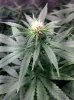 COB_LED_Grow_light_Budmaster_Ice_mud (6).jpg