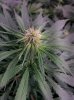 COB_LED_Grow_light_Budmaster_Ice_mud (8).jpg