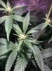 COB_LED_Grow_light_Budmaster_Ice_mud (10).jpg