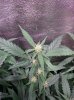 COB_LED_Grow_light_Budmaster_Ice_mud (12).jpg