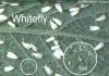 whitefly.jpg