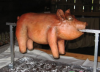 pig.png