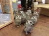 a6b45517f2101d9997dd44e60d1412e5-owl-gang-thinks-you-came-to-the-wrong-neighborhood.jpg