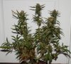 BD-Harvest-Day55-1.JPG