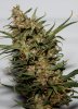 BR2-Harvest-Day57-2.JPG