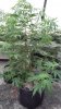 outdoor plant.jpe