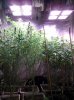 Ice_Mud_budmaster_COB_LED_Grow_Light_day_28 (3).jpg