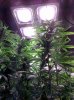 Ice_Mud_budmaster_COB_LED_Grow_Light_day_28 (5).jpg