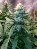 Ice_Mud_budmaster_COB_LED_Grow_Light_day_28 (7).jpg