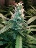 Ice_Mud_budmaster_COB_LED_Grow_Light_day_28 (8).jpg